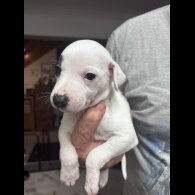 Whippet - Both