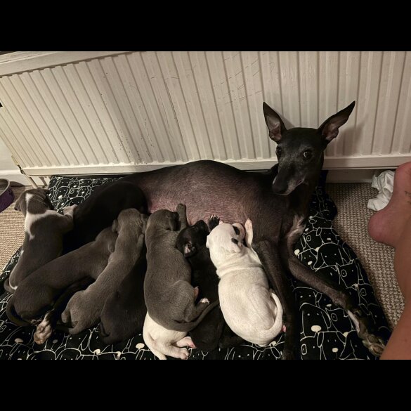 Whippet - Both