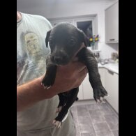 Whippet - Both