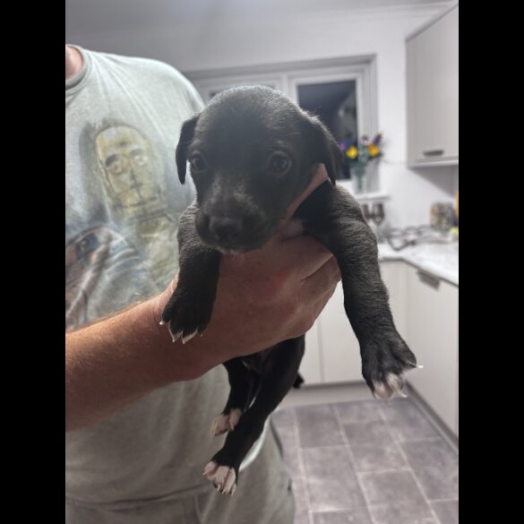 Whippet - Both