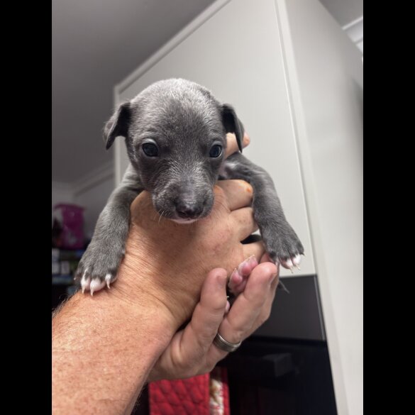 Whippet - Both