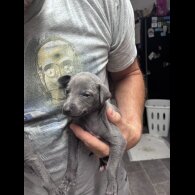 Whippet - Both