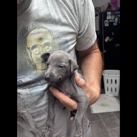 Whippet - Both