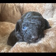 Miniature Poodle - Both