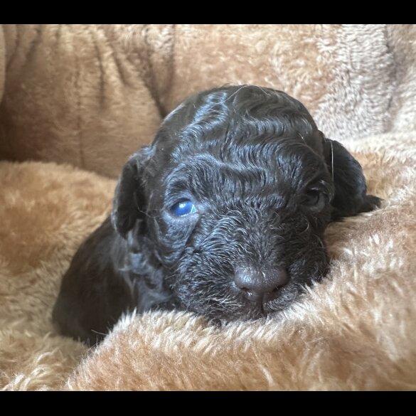 Miniature Poodle - Both