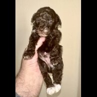 Miniature Poodle - Both