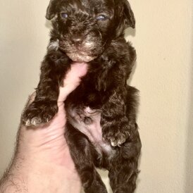 Miniature Poodle - Both
