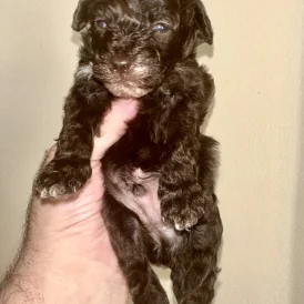 Miniature Poodle - Both