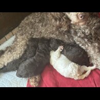 Miniature Poodle - Both
