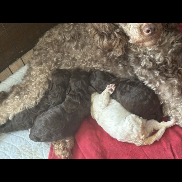 Miniature Poodle - Both