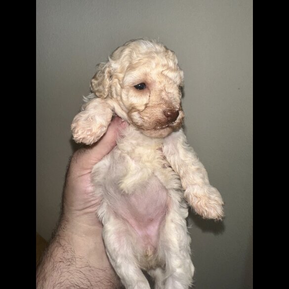Miniature Poodle - Both