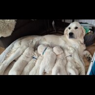 Golden Retriever - Both
