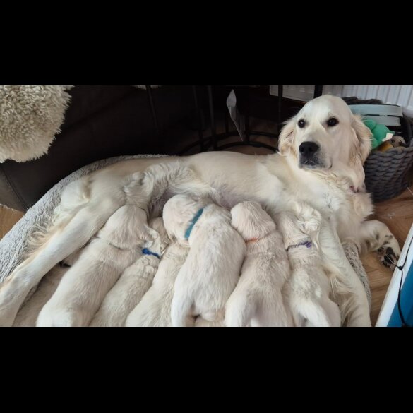 Golden Retriever - Both