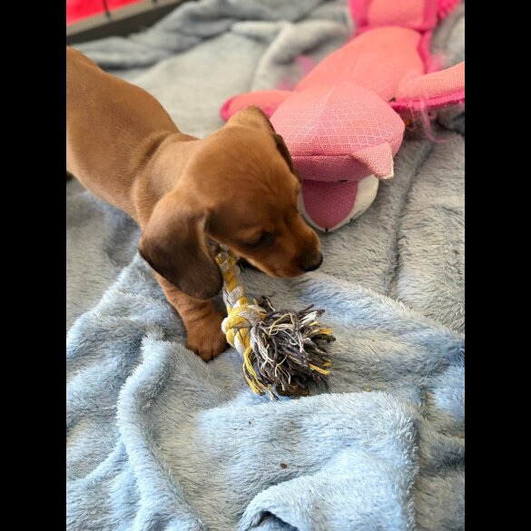 Dachshund (Standard &amp; Miniature) - Both