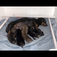 Dachshund (Standard &amp; Miniature) - Both