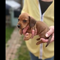 Dachshund (Standard &amp; Miniature) - Both