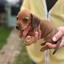 Dachshund (Standard &amp; Miniature) - Both