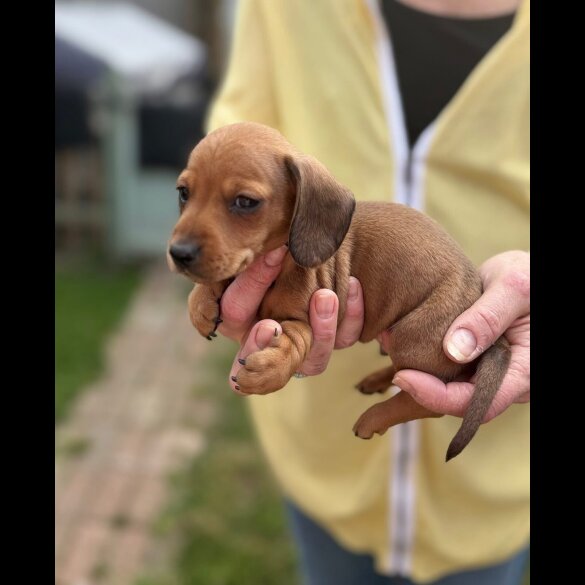 Dachshund (Standard &amp; Miniature) - Both