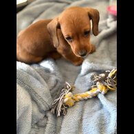 Dachshund (Standard &amp; Miniature) - Both