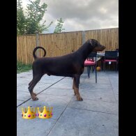 Doberman