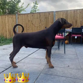 Doberman
