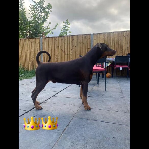 Doberman