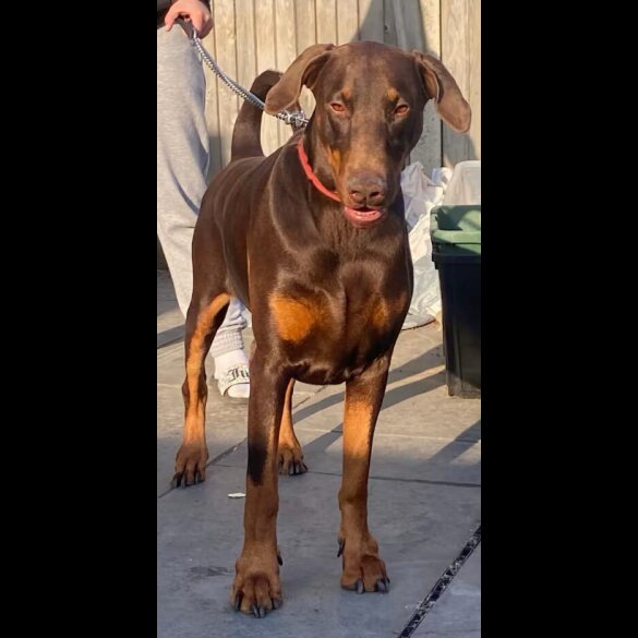 Doberman