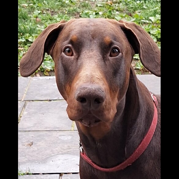 Doberman