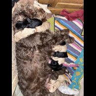 Labradoodle - Both