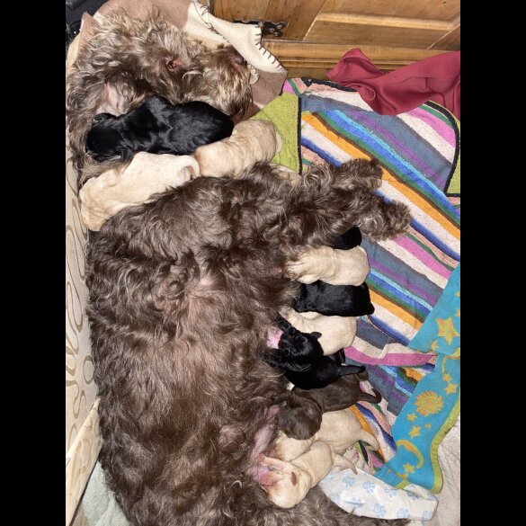 Labradoodle - Both