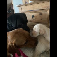 Labradoodle - Both