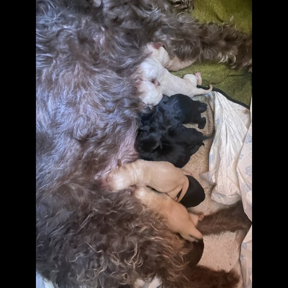 Labradoodle - Both