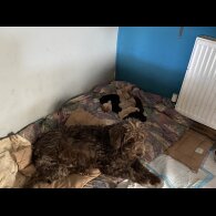 Labradoodle - Both