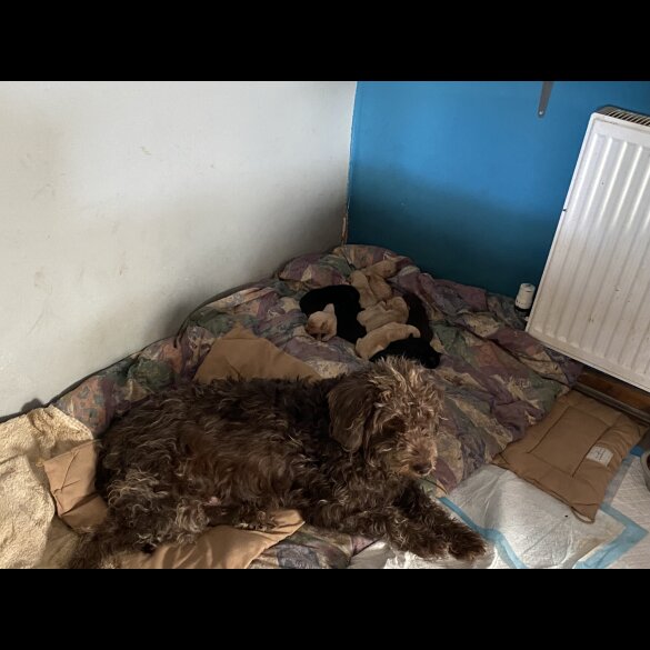 Labradoodle - Both
