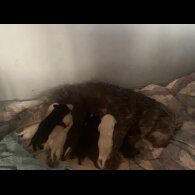 Labradoodle - Both