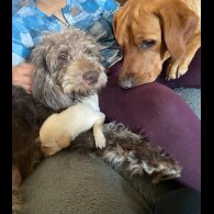 Labradoodle - Both