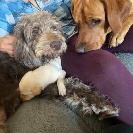 Labradoodle - Both