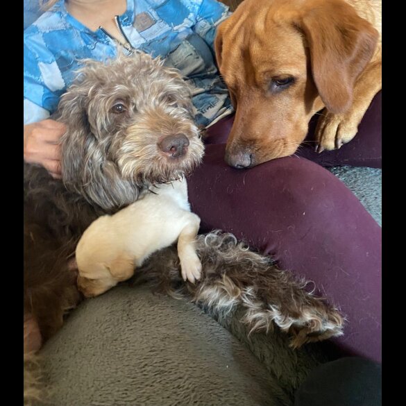 Labradoodle - Both