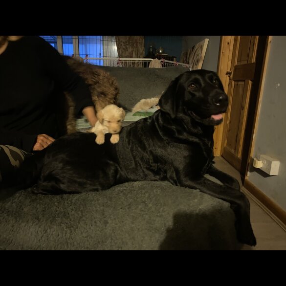Labradoodle - Both