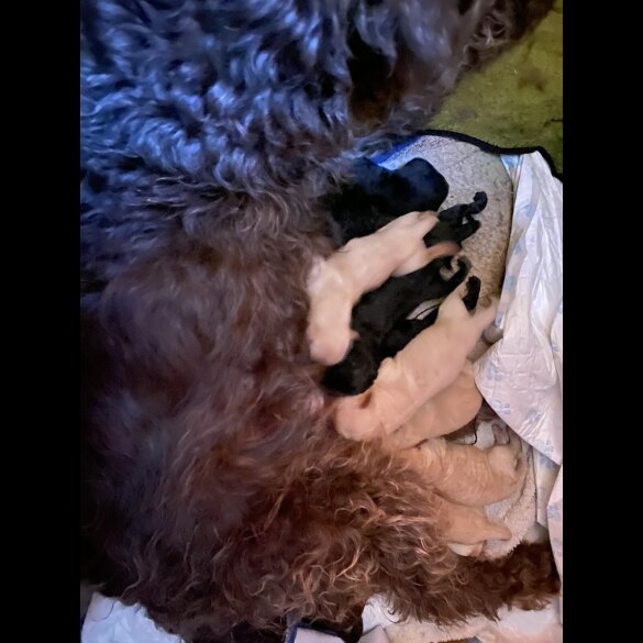 Labradoodle - Both