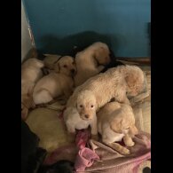Labradoodle - Both