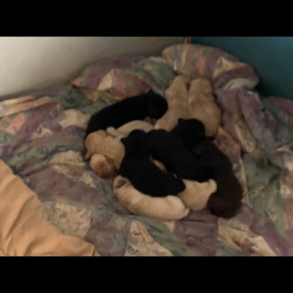 Labradoodle - Both