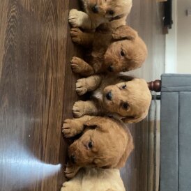 Labradoodle - Both