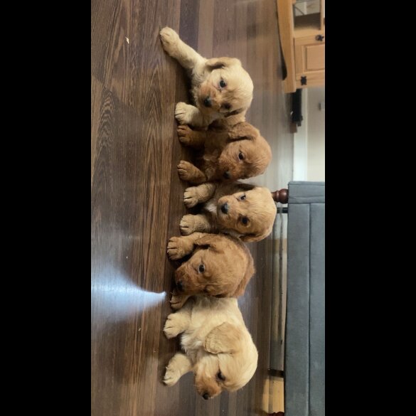 Labradoodle - Both