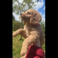 Labradoodle - Both