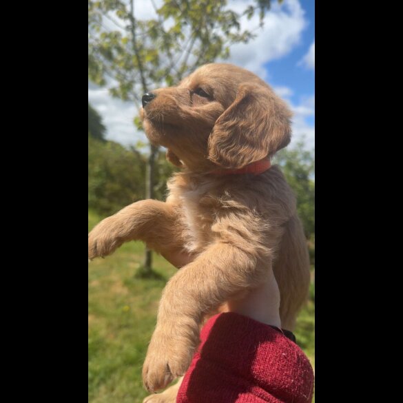 Labradoodle - Both