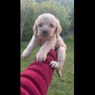 Labradoodle - Both