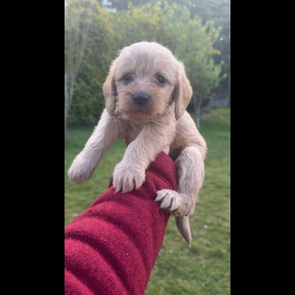 Labradoodle - Both