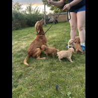 Labradoodle - Both