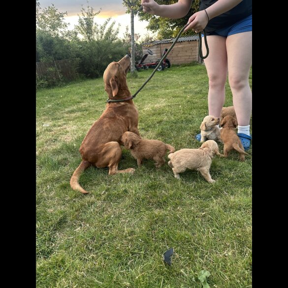 Labradoodle - Both